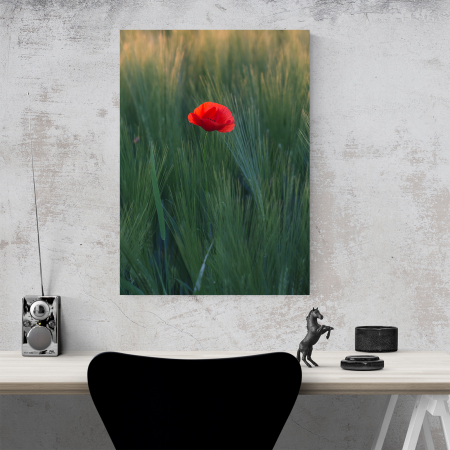 Tablou canvas natura, Floare de mac intre spice de grau [3]