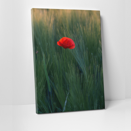 Tablouri canvas Natura - Tablou canvas natura, Floare de mac intre spice de grau