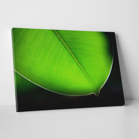 Tablouri canvas Natura - Tablou canvas natura, Frunza de un verde puternic