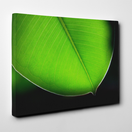 Tablou canvas natura, Frunza de un verde puternic [1]