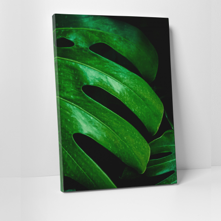 Tablouri canvas Natura - Tablou canvas natura, Frunza verde de Philodendron