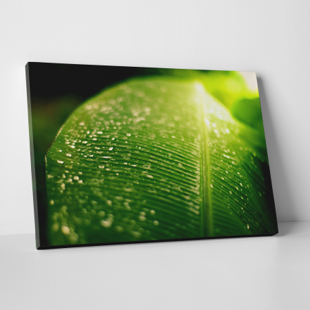 Tablouri canvas Natura - Tablou canvas natura, Frunza verde & roua diminetii