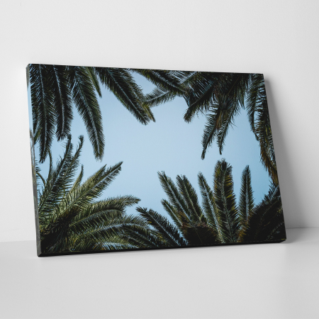 Tablouri canvas Natura - Tablou canvas natura, Frunze de palmieri privesc cerul