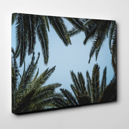 Tablou canvas natura, Frunze de palmieri privesc cerul [1]