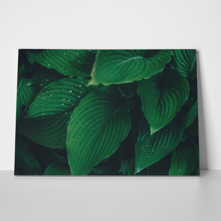 Tablou canvas natura, Frunze si picaturi de apa [2]
