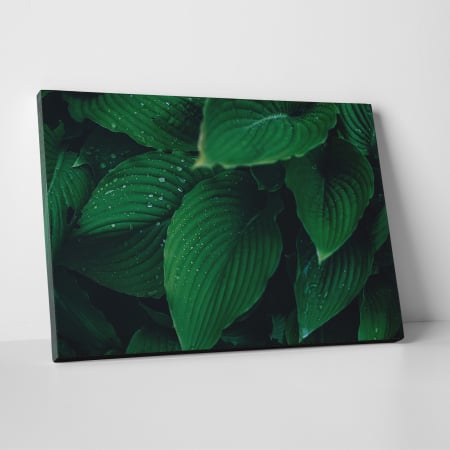 Tablouri canvas Natura - Tablou canvas natura, Frunze si picaturi de apa