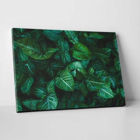 Tablouri canvas Natura - Tablou canvas natura, Frunze verzi