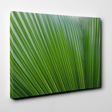 Tablou canvas natura, Frunze verzi... liniare [1]