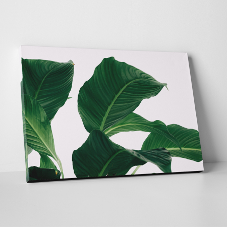 Tablouri canvas Natura - Tablou canvas natura, Frunze verzi pe fundal alb