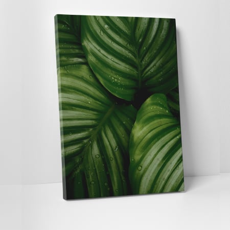 Tablouri canvas Natura - Tablou canvas natura, Frunze verzi si picaturi de ploaie