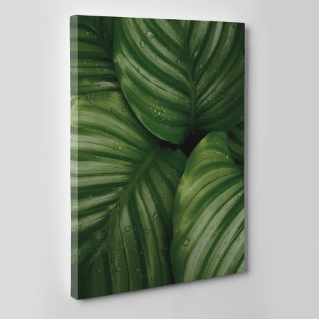 Tablou canvas natura, Frunze verzi si picaturi de ploaie [1]