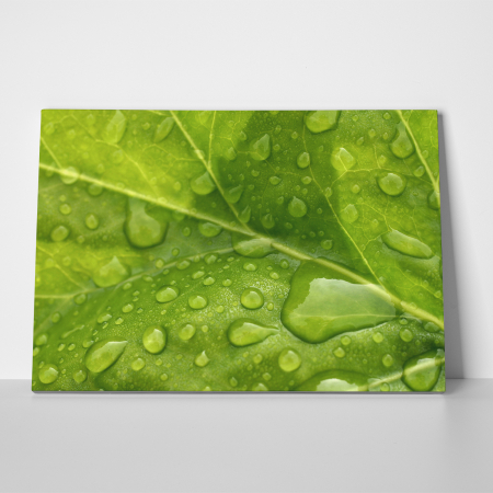 Tablou canvas natura, Leaf Drops [2]