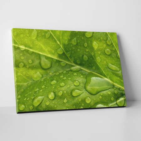 Tablouri canvas Natura - Tablou canvas natura, Leaf Drops