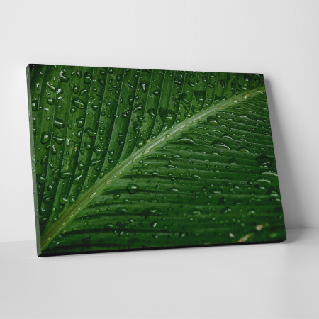 Tablouri canvas Natura - Tablou canvas natura, Picaturi de ploaie se scurg pe o frunza