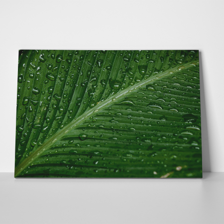 Tablou canvas natura, Picaturi de ploaie se scurg pe o frunza [2]