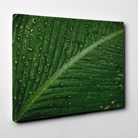 Tablou canvas natura, Picaturi de ploaie se scurg pe o frunza [1]