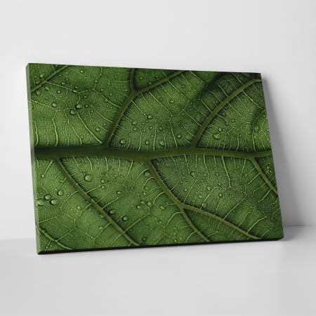 Tablouri canvas Natura - Tablou canvas natura, Striatii frunza
