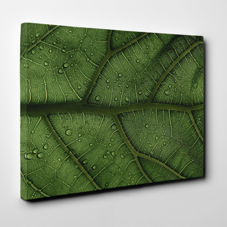 Tablou canvas natura, Striatii frunza [1]