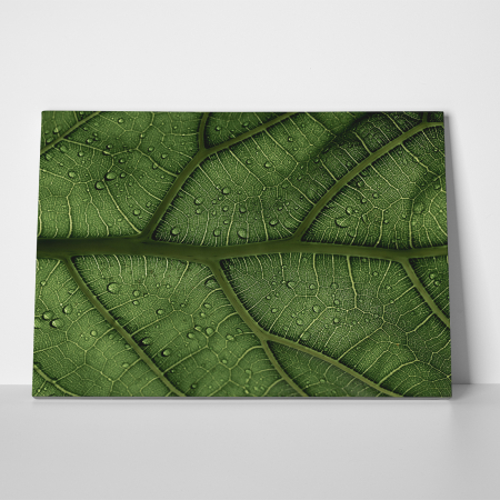 Tablou canvas natura, Striatii frunza [2]
