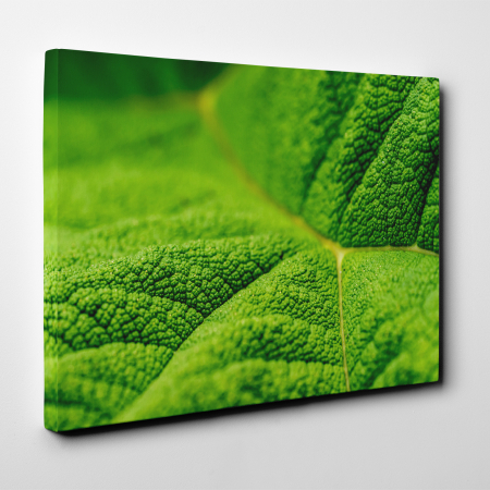 Tablou canvas natura, Textura unei frunze [1]