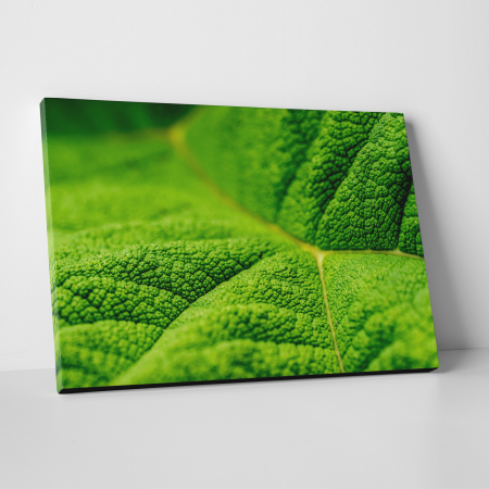 Tablouri canvas Natura - Tablou canvas natura, Textura unei frunze