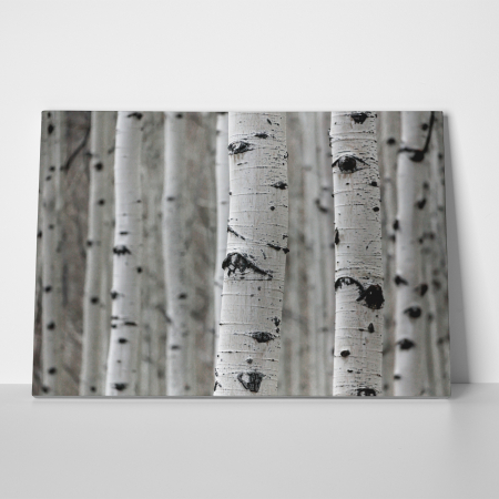 Tablou canvas, peisaj natura, Padure [1]
