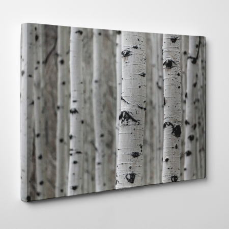 Tablou canvas, peisaj natura, Padure [2]