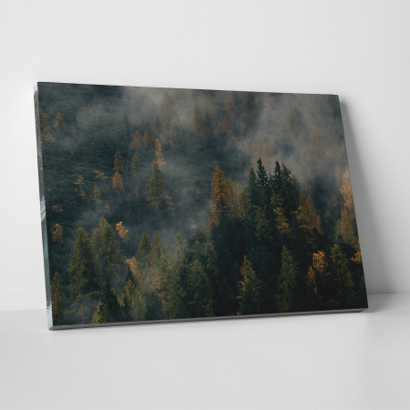 Tablouri - Tablou canvas, peisaj natura, Padure de brazi in ceata