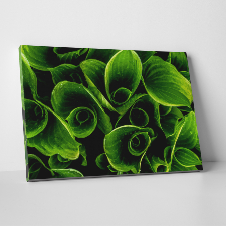 Tablouri - Tablou canvas, peisaj natura, Plante verzi