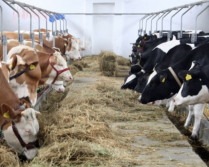 Unilact Transilvania, the dairy processor, is almost reaching a 5 million euro business, plus 25%
