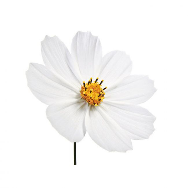 Floare Cosmos - Decupator Inox si Mulaj Silicon Ø 4 cm, Set 3 Buc [2]