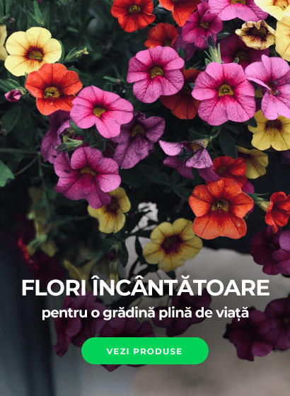 flori incantatoare pentru gradini pline de viata