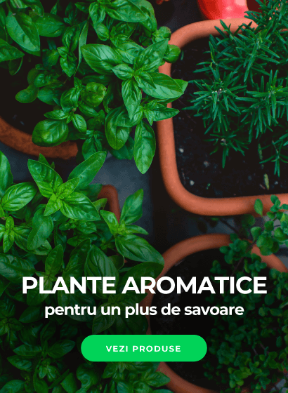 Plante aromatice pentru un plus de savoare
