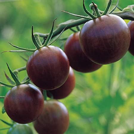 Seminte rosii Cherry  negru 0.3 grame [2]