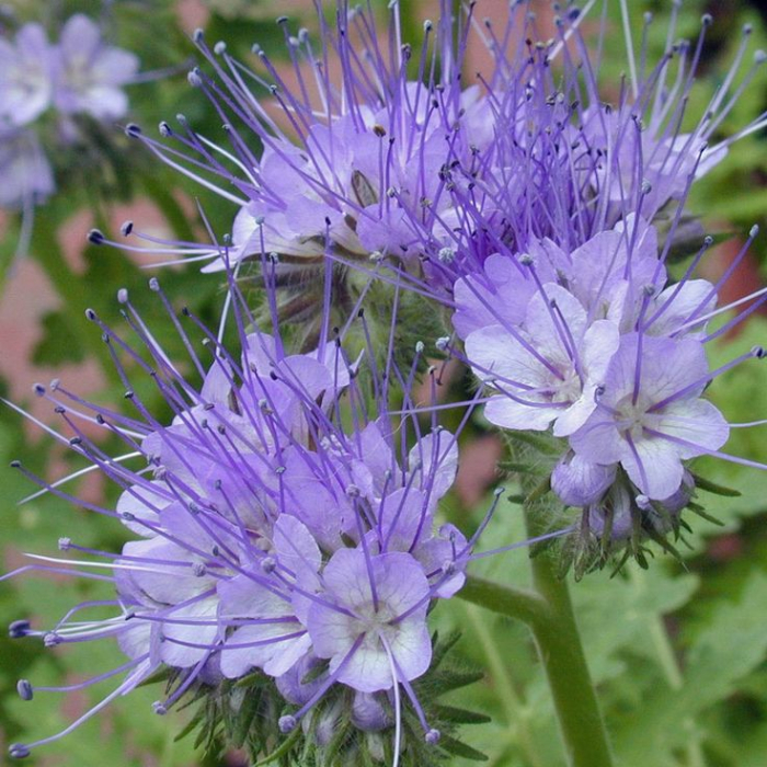 Facelia(Phacelia) 100 grame seminte [2]