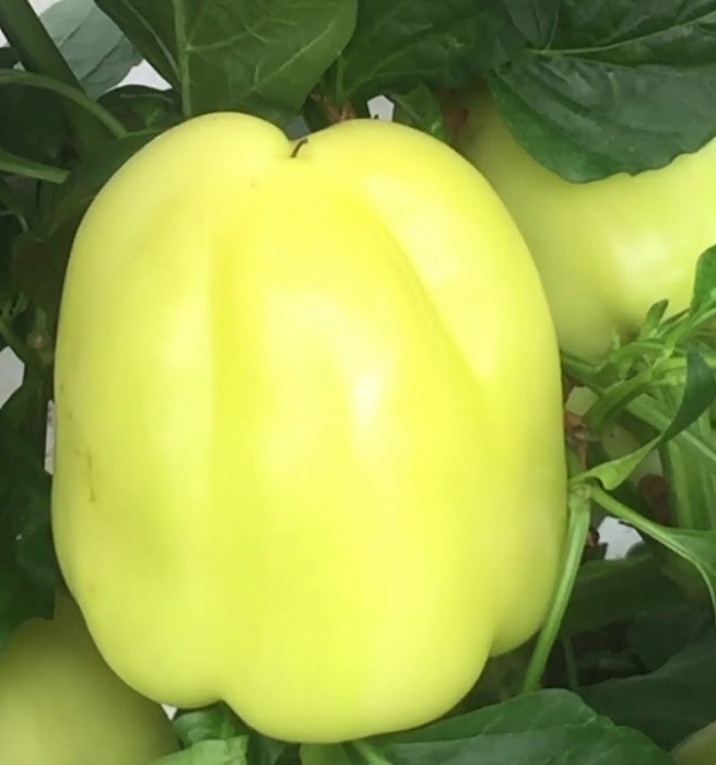 Seminte Ardei gras Getic (tip Kalinkov alb, mare) 1 gram [2]