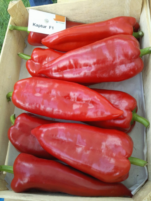 Seminte  Ardei Kaptur F1 - 20 seminte [2]