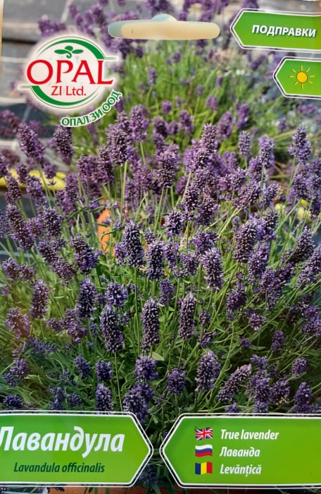 Seminte Levantica (Lavanda) 500 seminte [2]