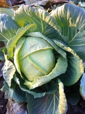 Seminte Varza Muntenia 2 grame [2]