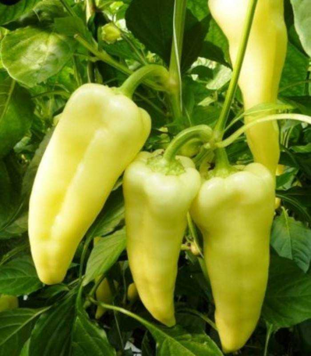 Seminte Ardei lung Apulum F1, 20 seminte [2]