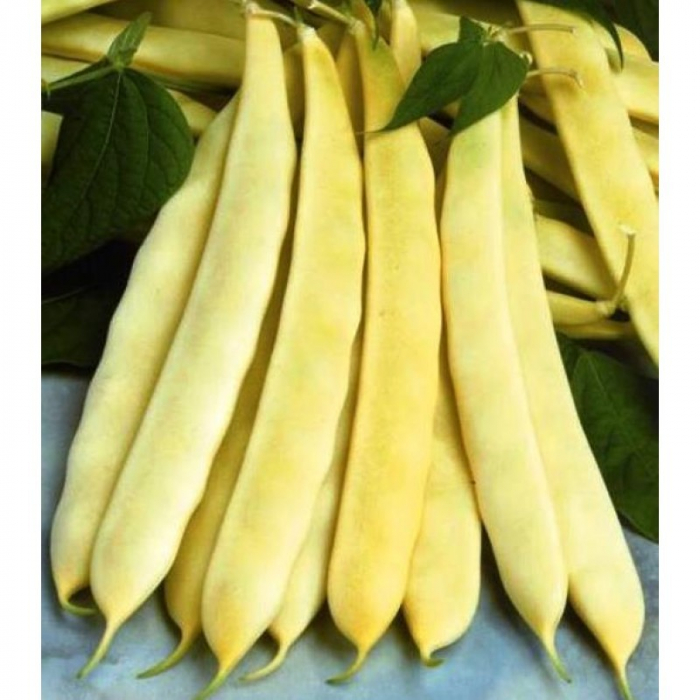 Seminte Fasole Maravilla de Venezia (cataratoare)  50 grame [2]