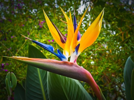 Seminte Flori Strelitzia (Pasarea Paradisului) [3]