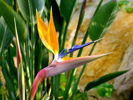 Seminte Flori Strelitzia (Pasarea Paradisului) [2]