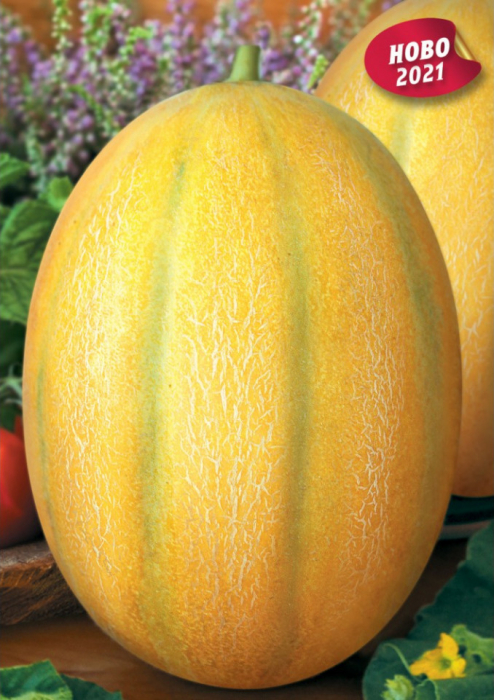 Seminte pepeni Gladiator F1 (25 seminte) [2]