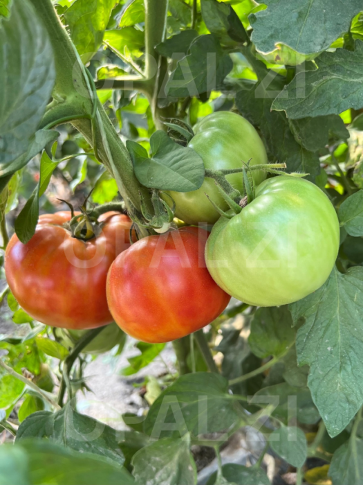 Semințe roșii Naslada F1 - 1g Opal [4]