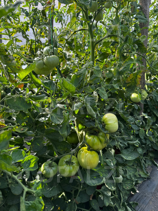 Semințe roșii Naslada F1 - 1g Opal [3]