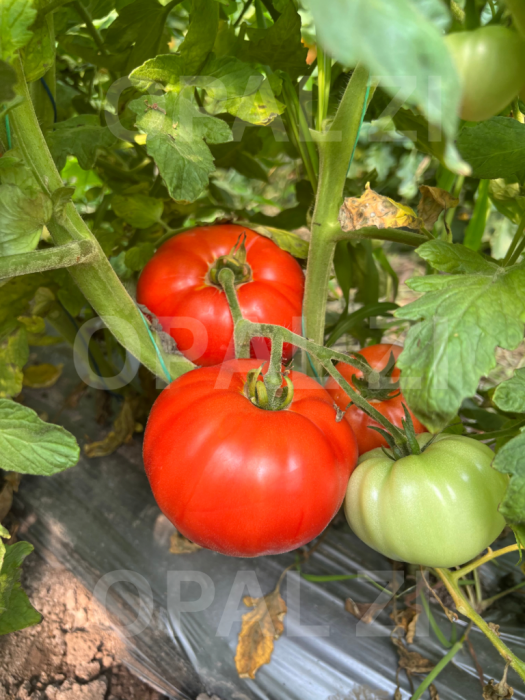 Semințe roșii Naslada F1 - 1g Opal [2]