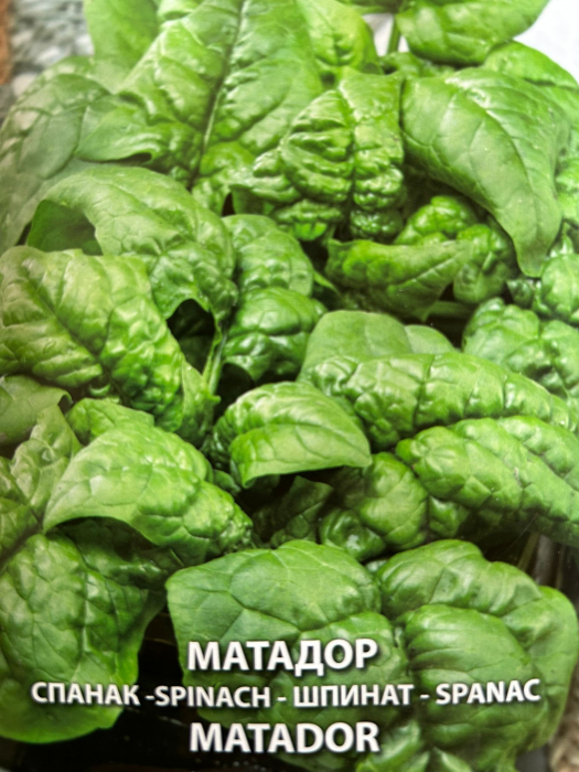Seminte Spanac Matador (Germania 50 grame [2]