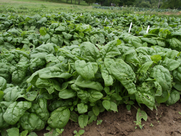 Seminte Spanac cu frunze mari de iarnă 50 grame [2]