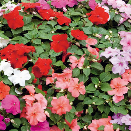 Seminte Sporul casei [1]